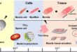 Muscle tissue harvested from mice cells move biohybrid robots