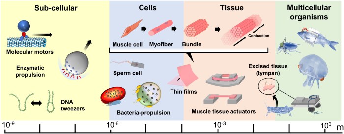 Muscle tissue harvested from mice cells move biohybrid robots